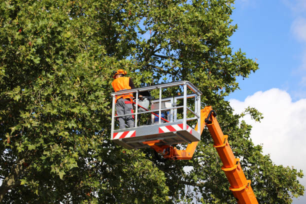 Best Utility Line Clearance  in Bellefontaine Neighbors, MO