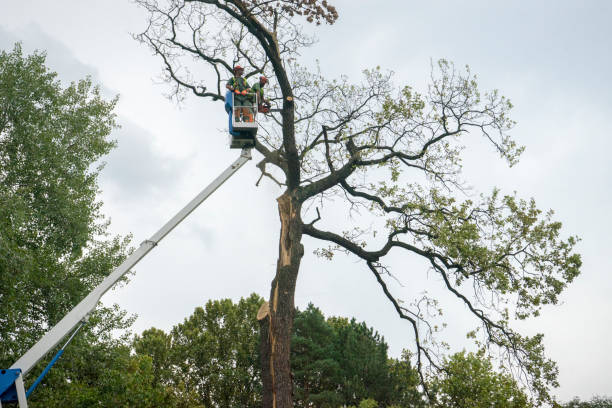 Best Palm Tree Trimming  in Bellefontaine Neighbors, MO