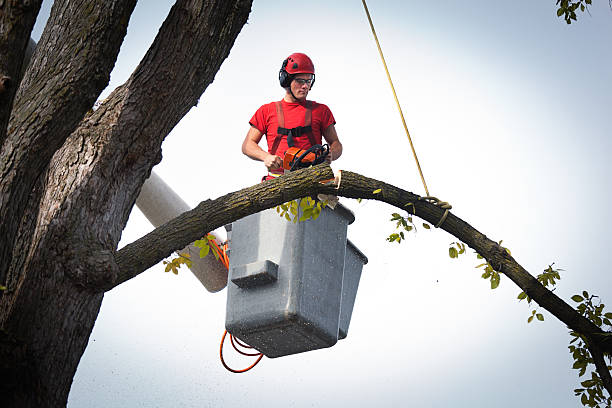 Best Root Management and Removal  in Bellefontaine Neighbors, MO