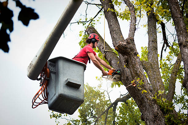 Best Tree and Shrub Care  in Bellefontaine Neighbors, MO